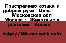 Пристраиваю котика в добрые руки › Цена ­ 100 - Московская обл., Москва г. Животные и растения » Кошки   